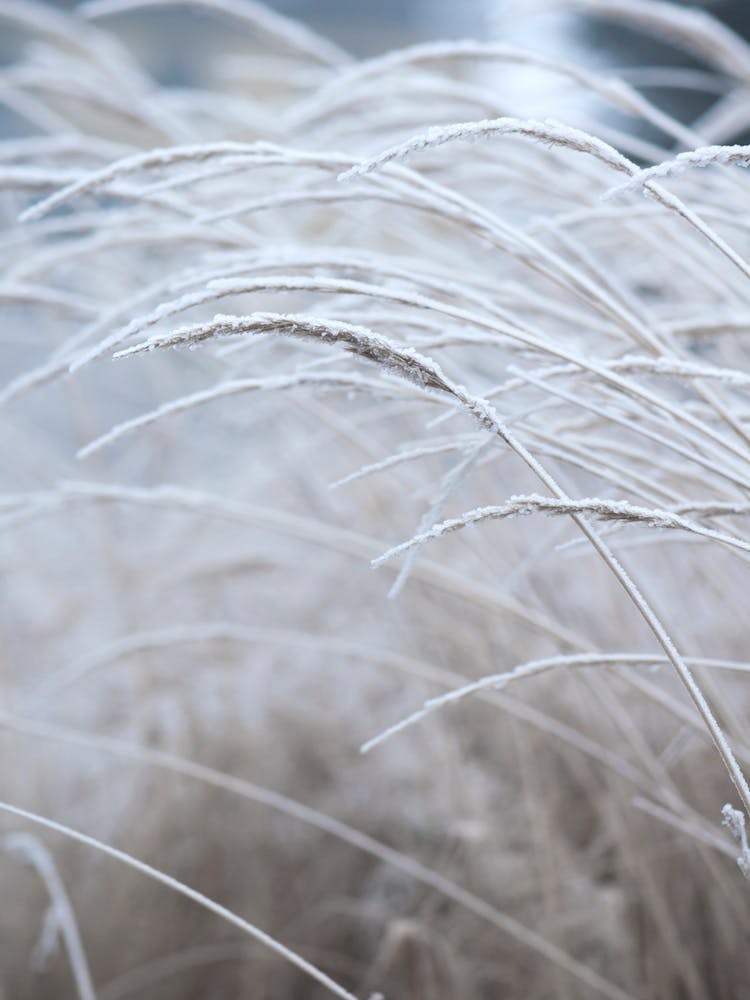 White And Calm Fields