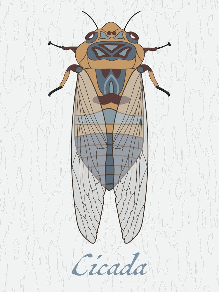 Cicada Bug Insect Australia Beetle 1