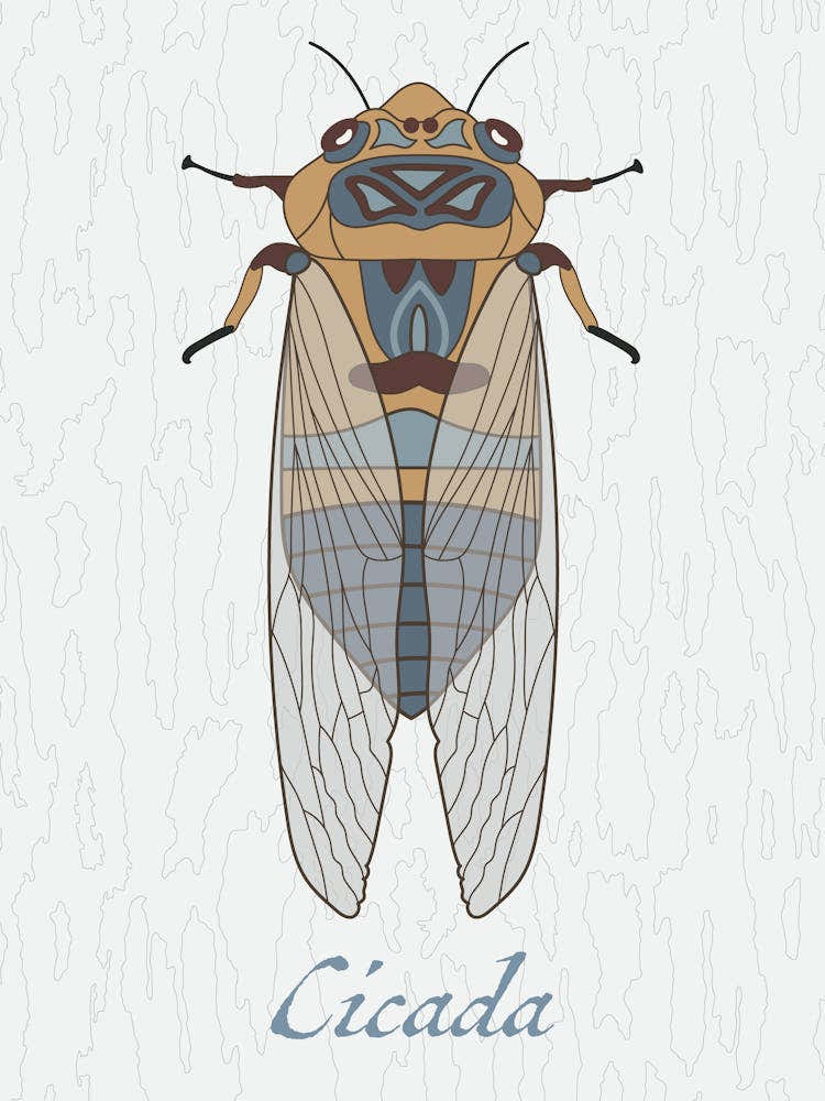 Cicada Bug Insect Australia Beetle 1