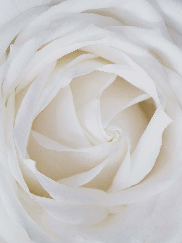 White Rose Close Up
