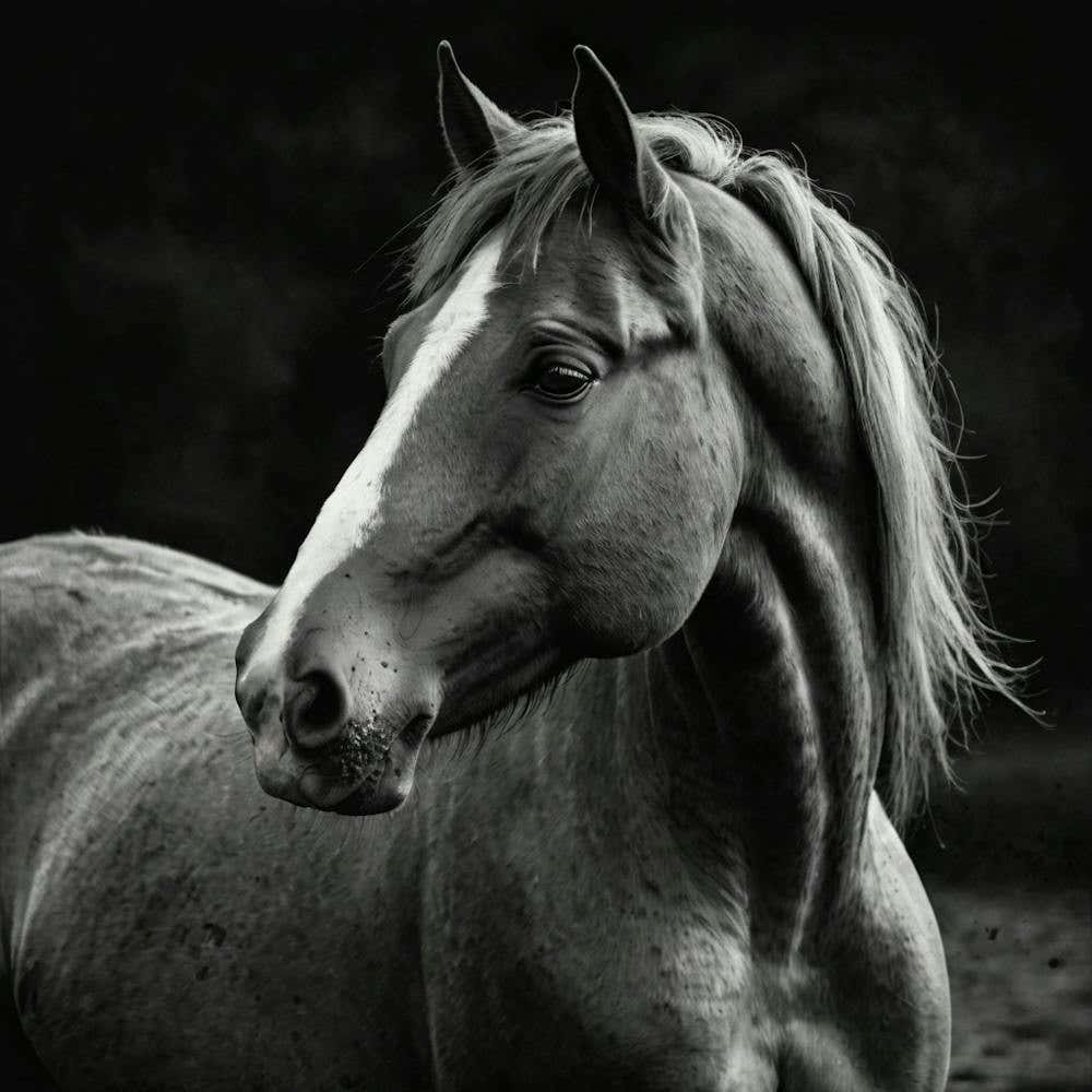 Black And White Horse Portrait 2