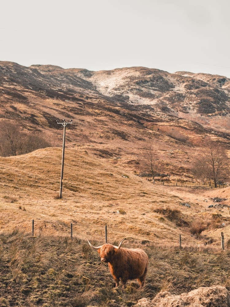Highland Cow 1
