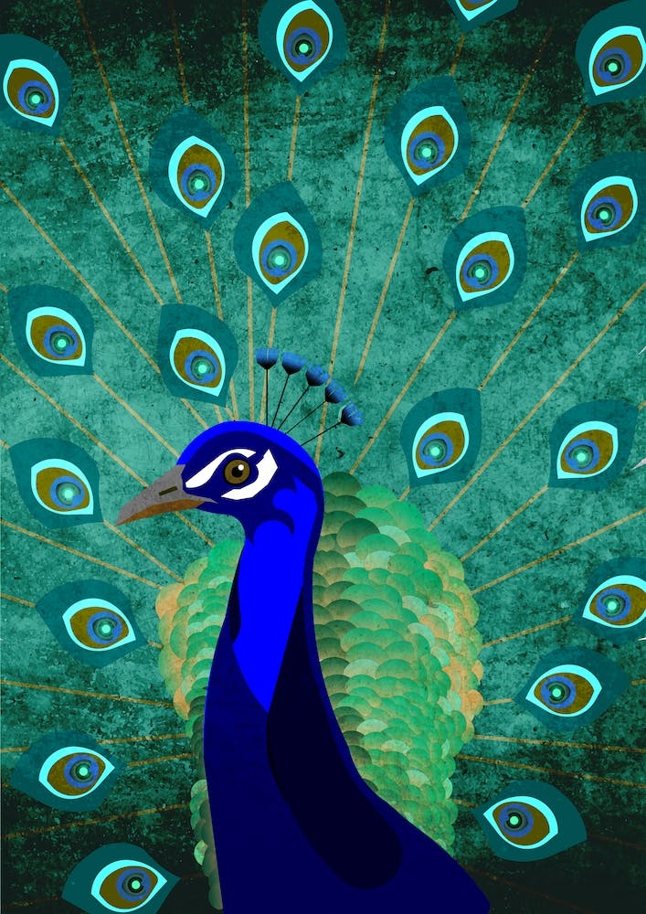 Illu Peacock