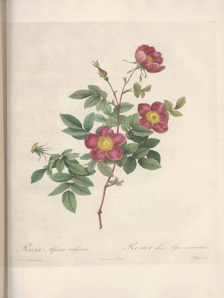 Rose Illustration, Pierre Joseph Redoute (59)