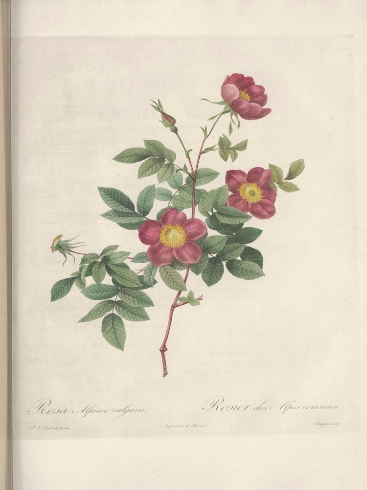 Rose Illustration, Pierre Joseph Redoute (59)