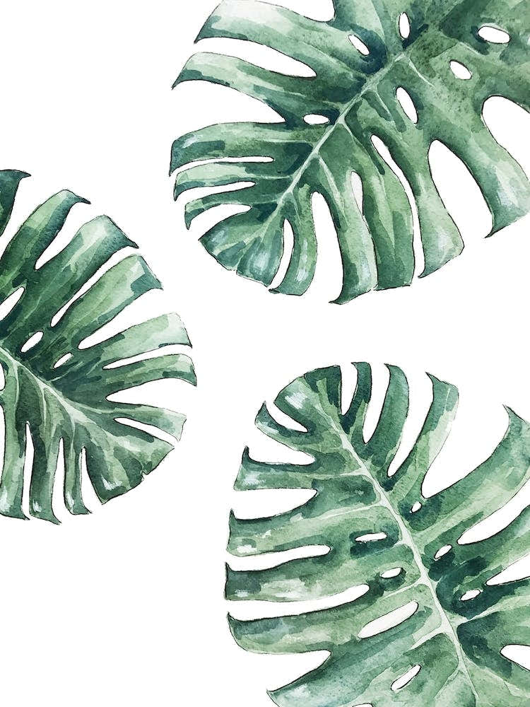 Lush Monstera Leaves In Watercolor