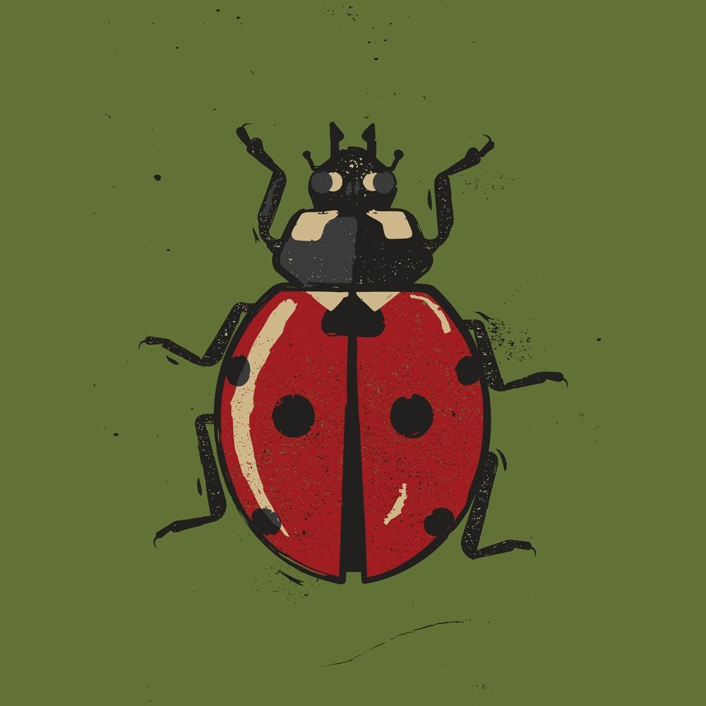 Ladybug