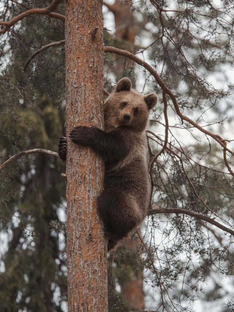 Young Bear In Tree