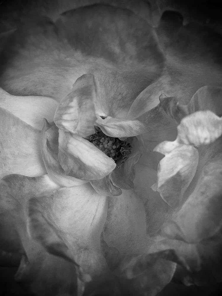Black And White Rose 10