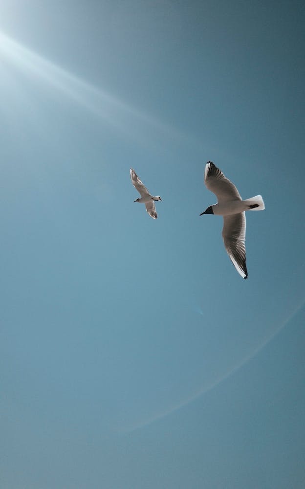 Birds Ii