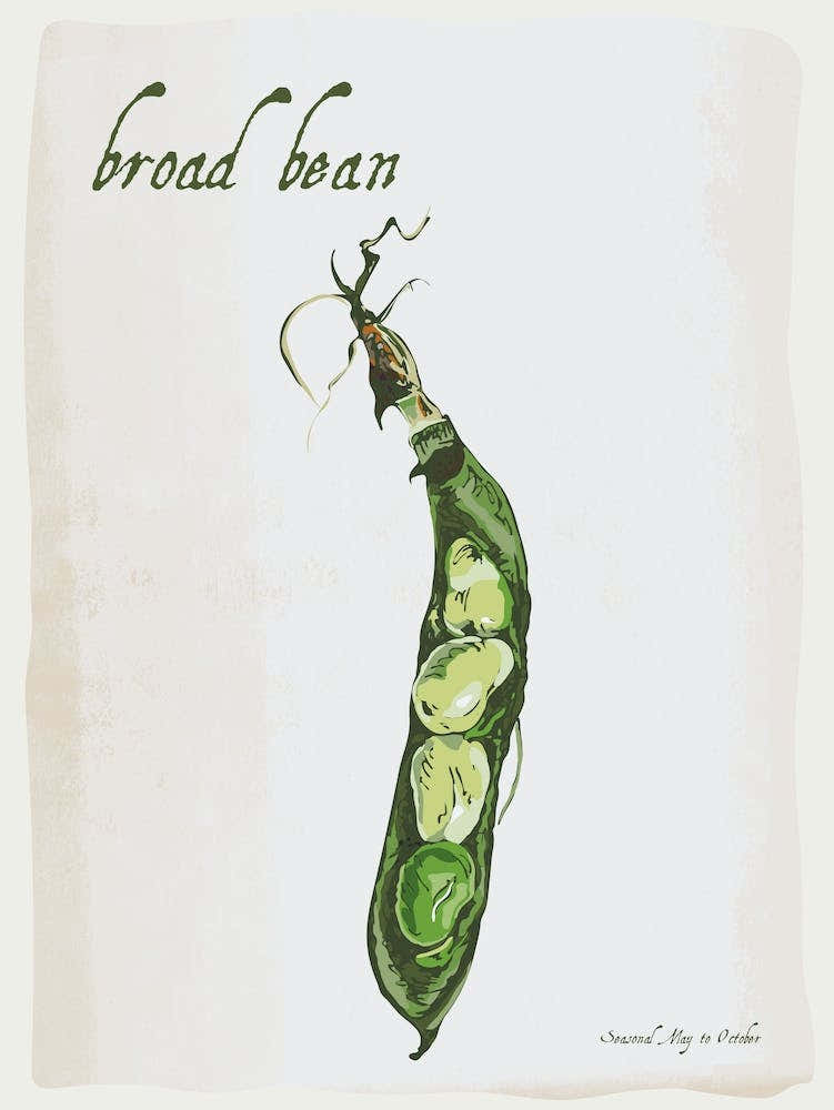 Broad Bean Vintage illustration Print