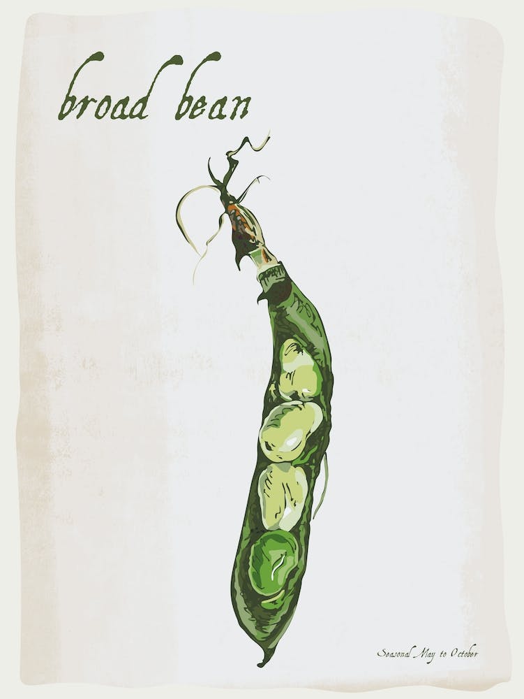Broad Bean Vintage illustration Print