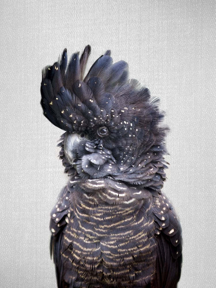 Black Cockatoo