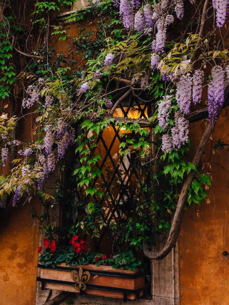 Wisteriain Rome