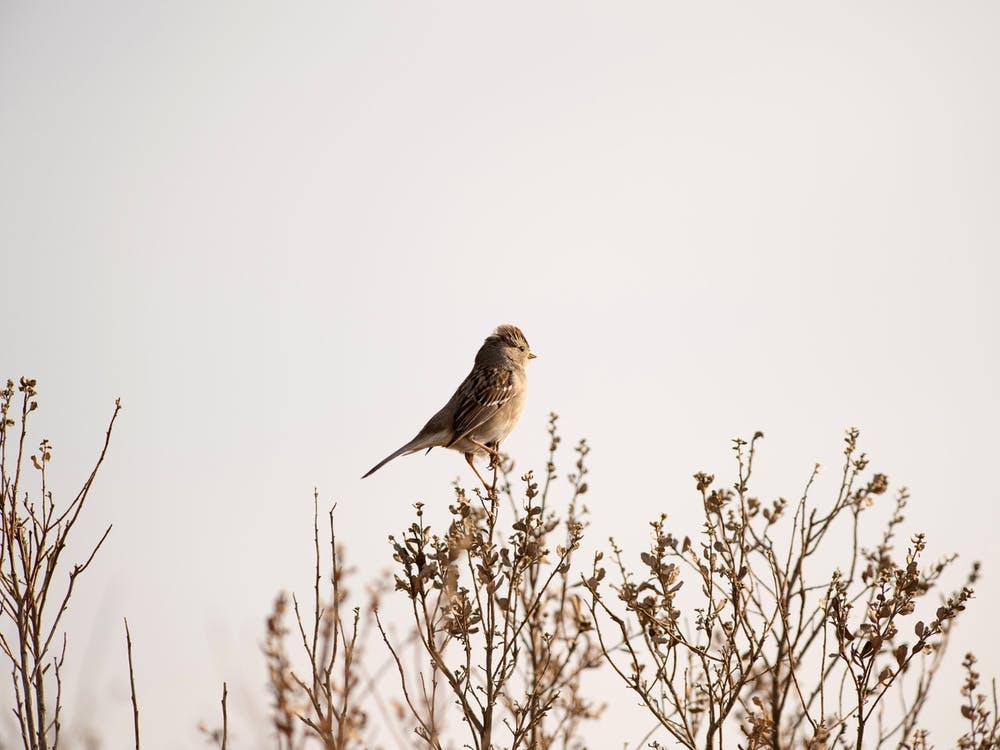 White Crowned Sparrow