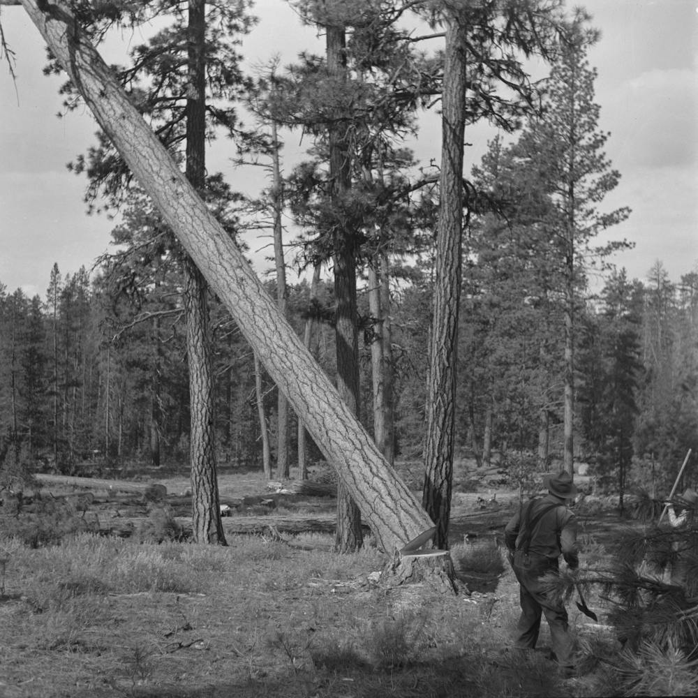 Grant County, Oregon, Malheur National Forest By Russell Lee