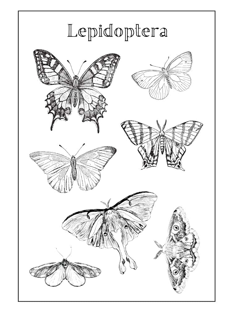 Lepidoptera