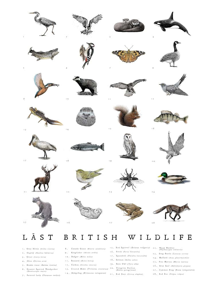 British Wildlife - Animal