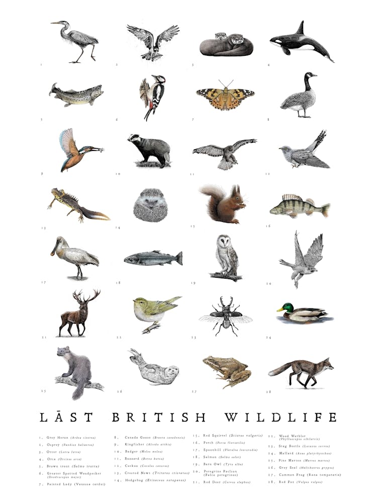 British Wildlife - Animal