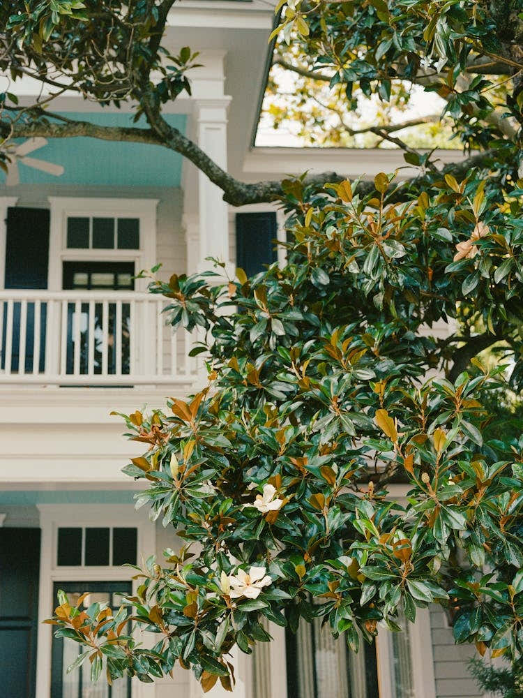 Charleston Magnolia Tree on Film