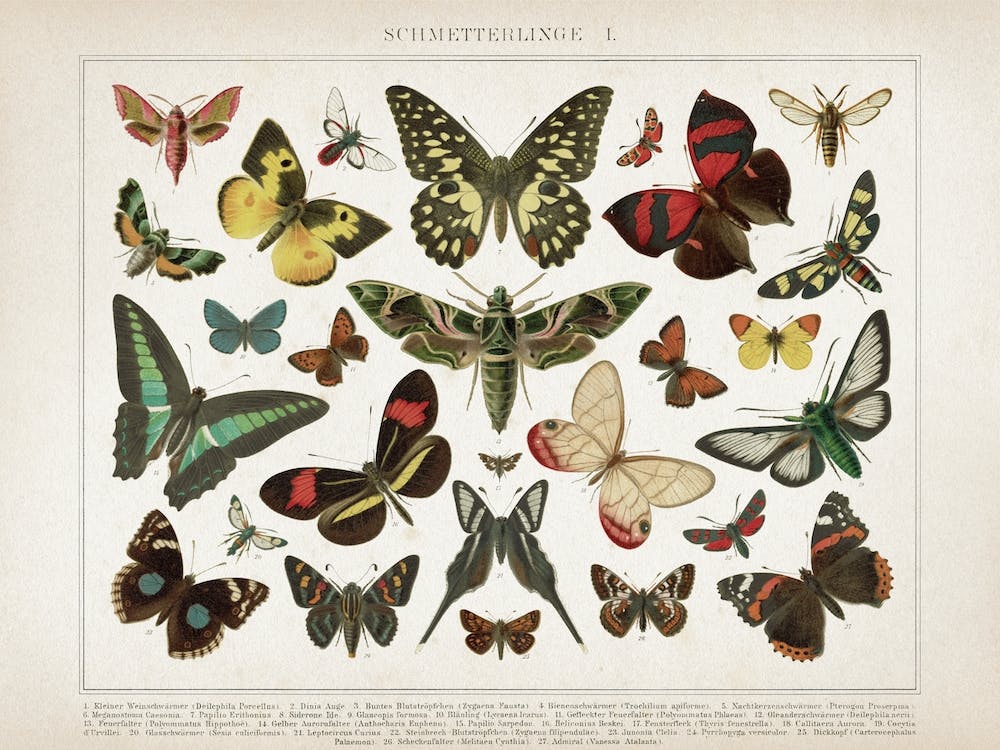 Vintage Brockhaus 1 Schmetterlinge 1