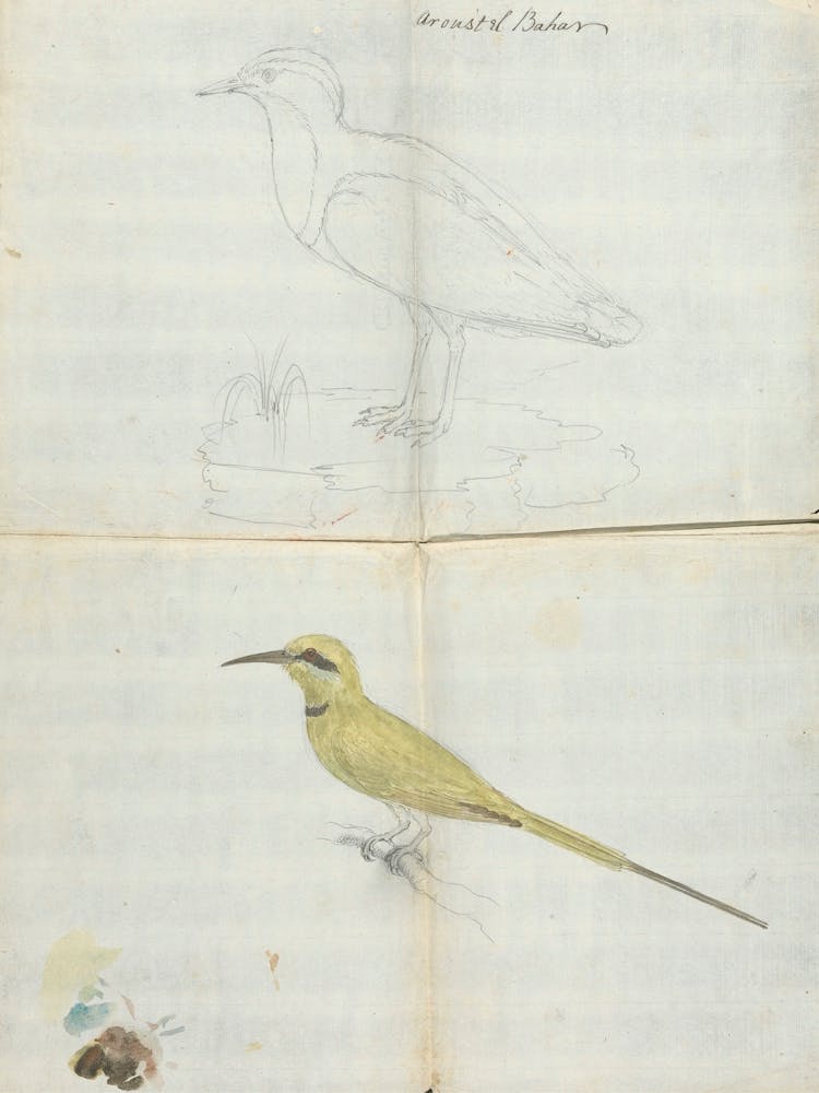 2 Birds Aroust El Bahar, Luigi Balugani