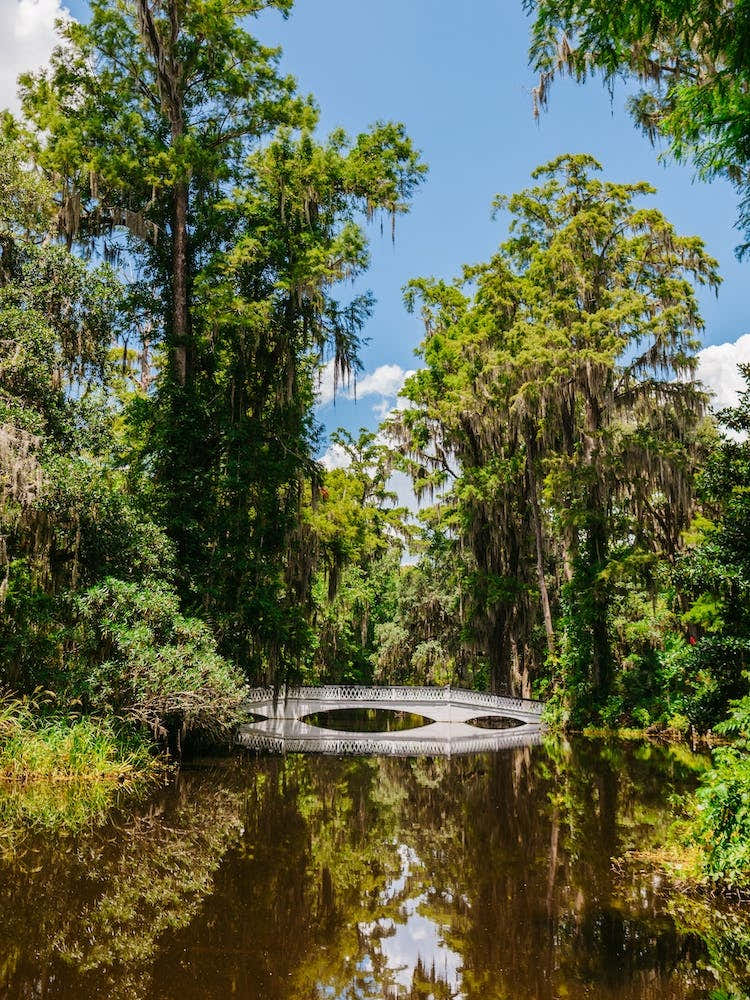 Charleston's Magnolia Plantation V