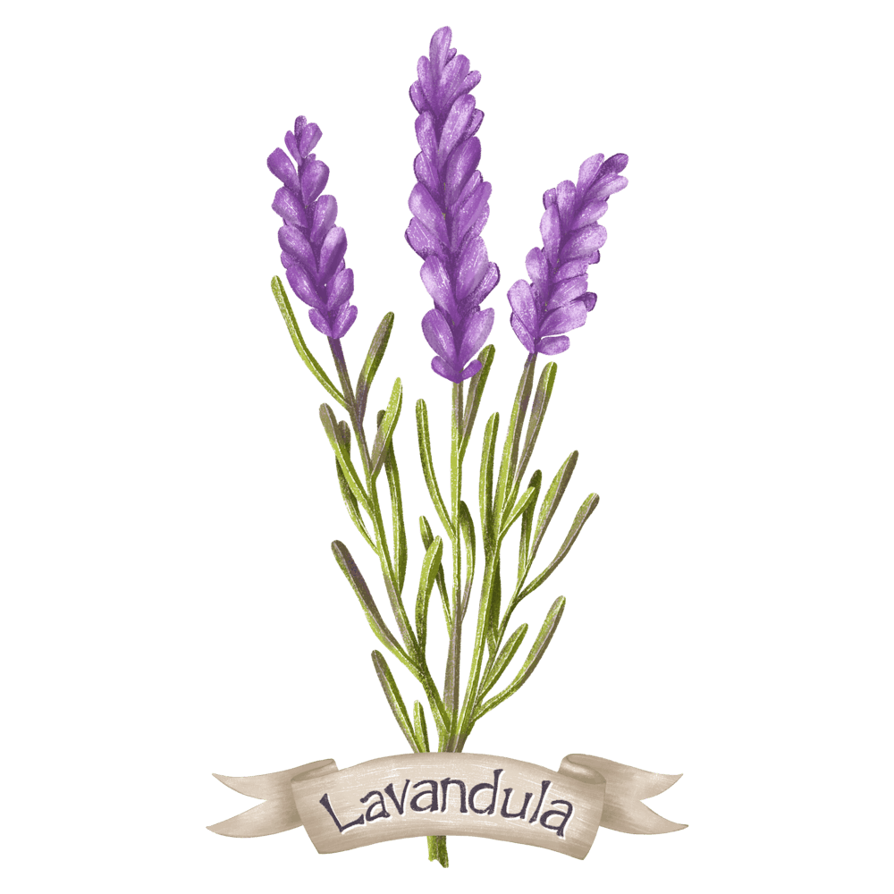 Lavender botanical drawing