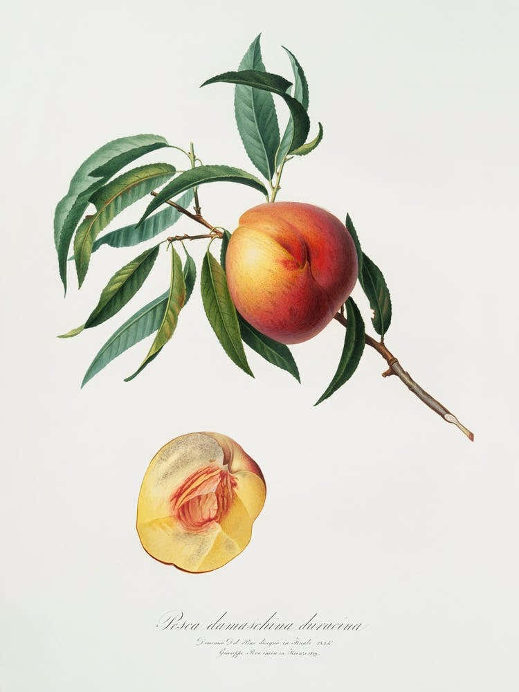 Peach (Persica Julodermis) From Pomona Italiana (1817 - 1839), Giorgio Gallesio 3