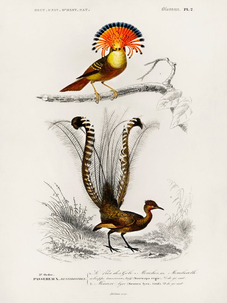 Different Types Of Birds, Charles Dessalines D'Orbigny 26