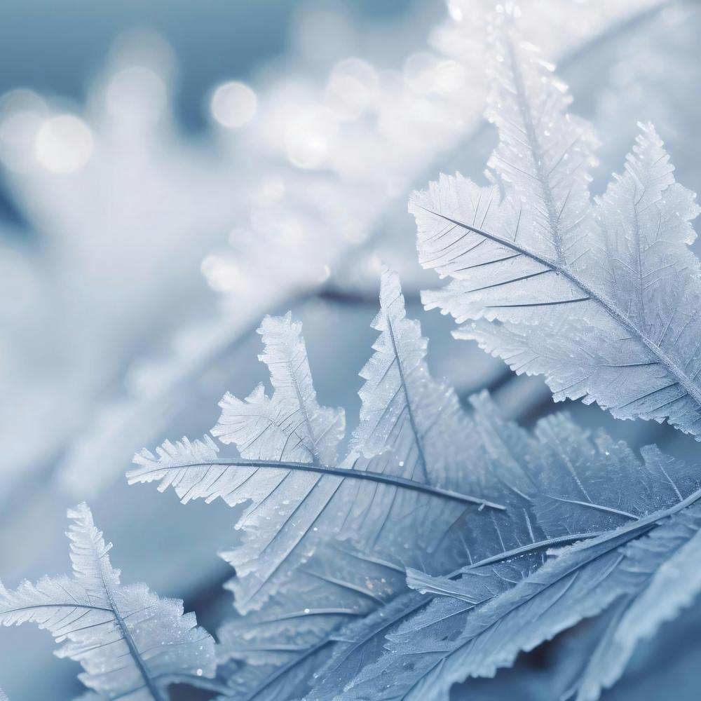 Frosty Leaves 4