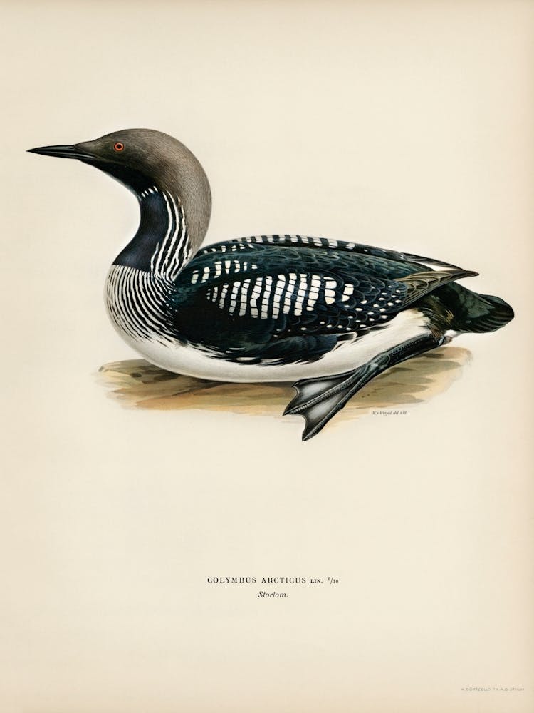 Black Throated Loon, The Von Wright Brothers 1