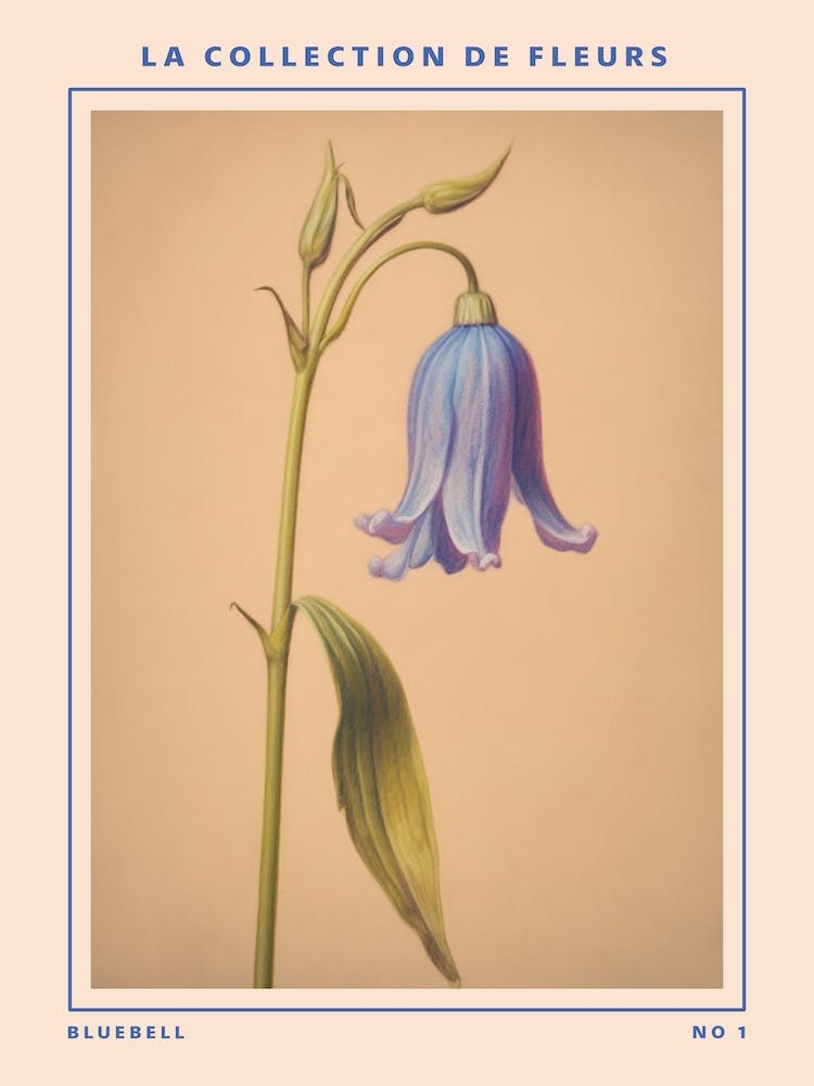 Bluebell French Flower Botanical Poster