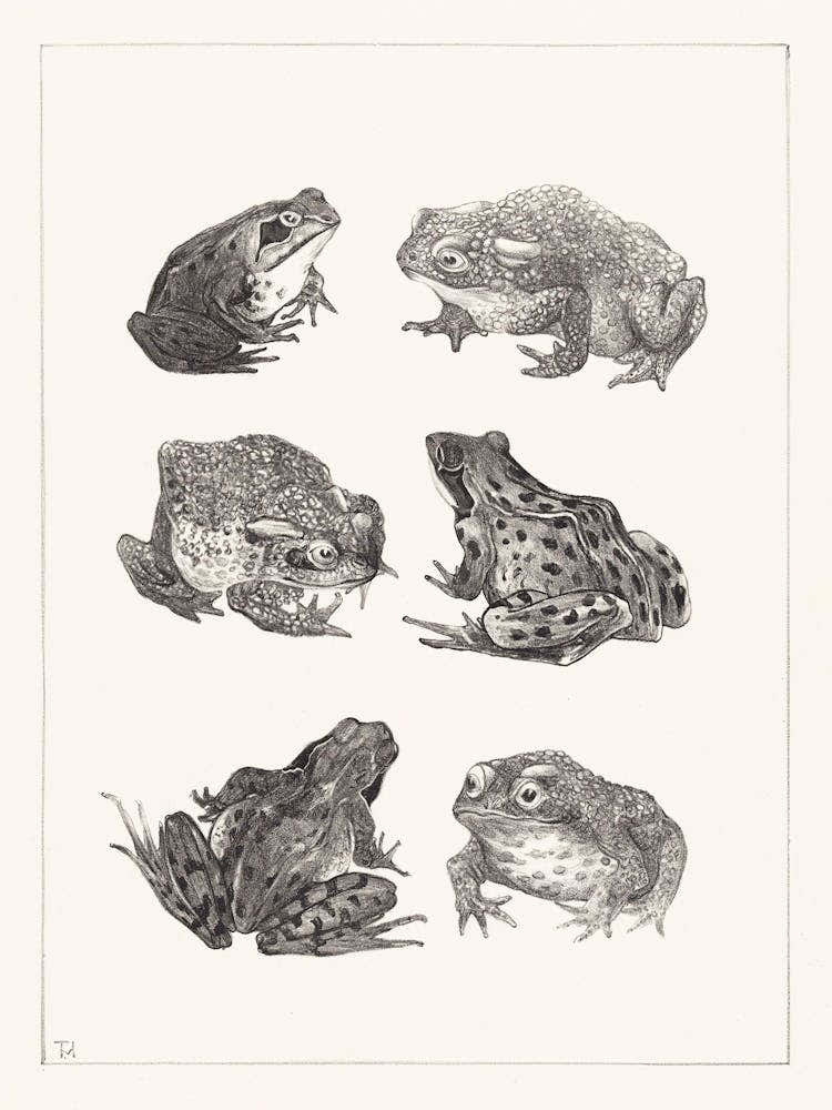 Six Frogs And Toads (1878–1917), Theo Van Hoytema
