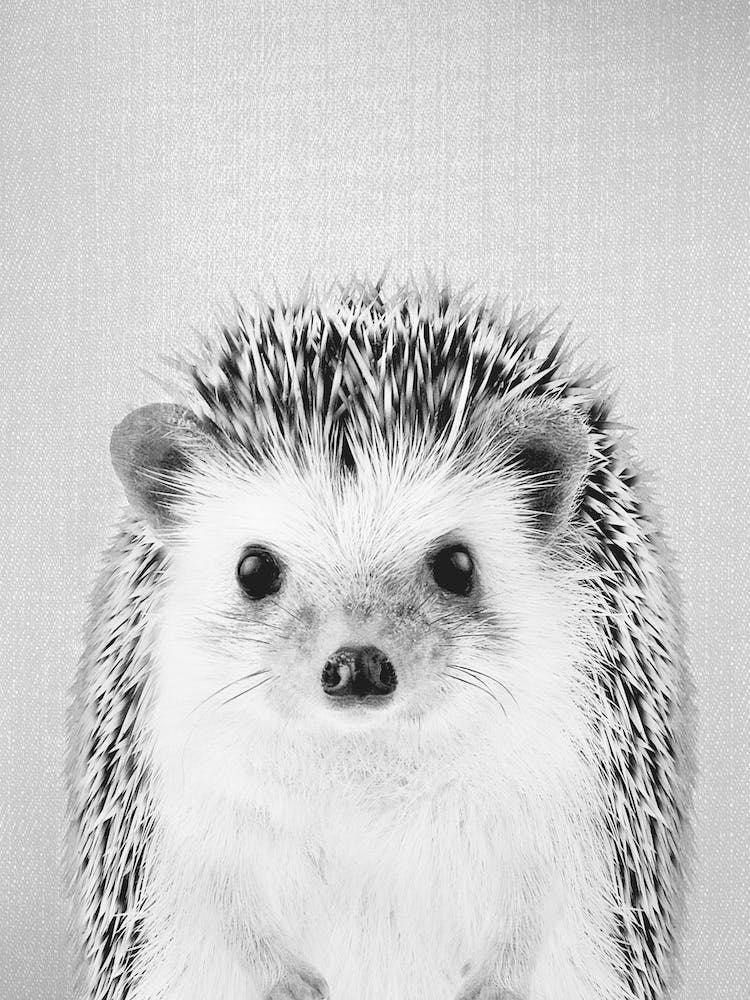 Hedgehog - Black & White