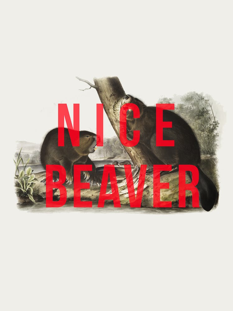 Nice Beaver