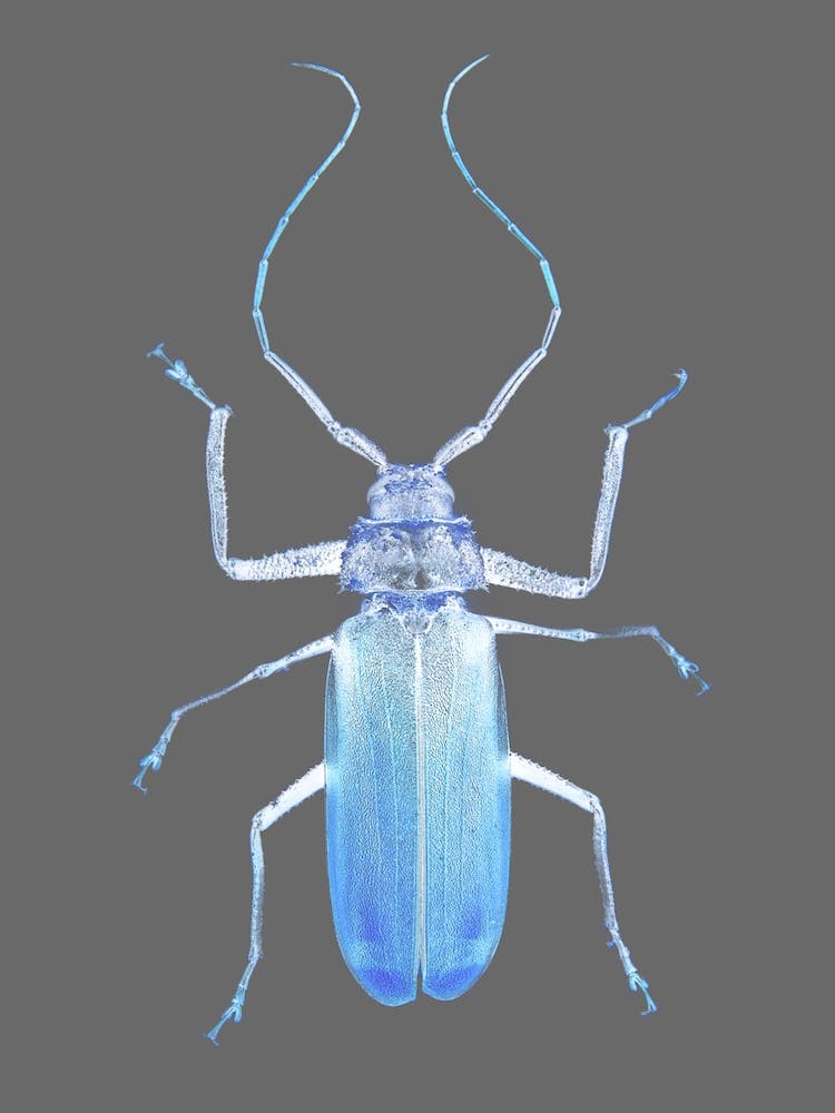 Insect Evolution