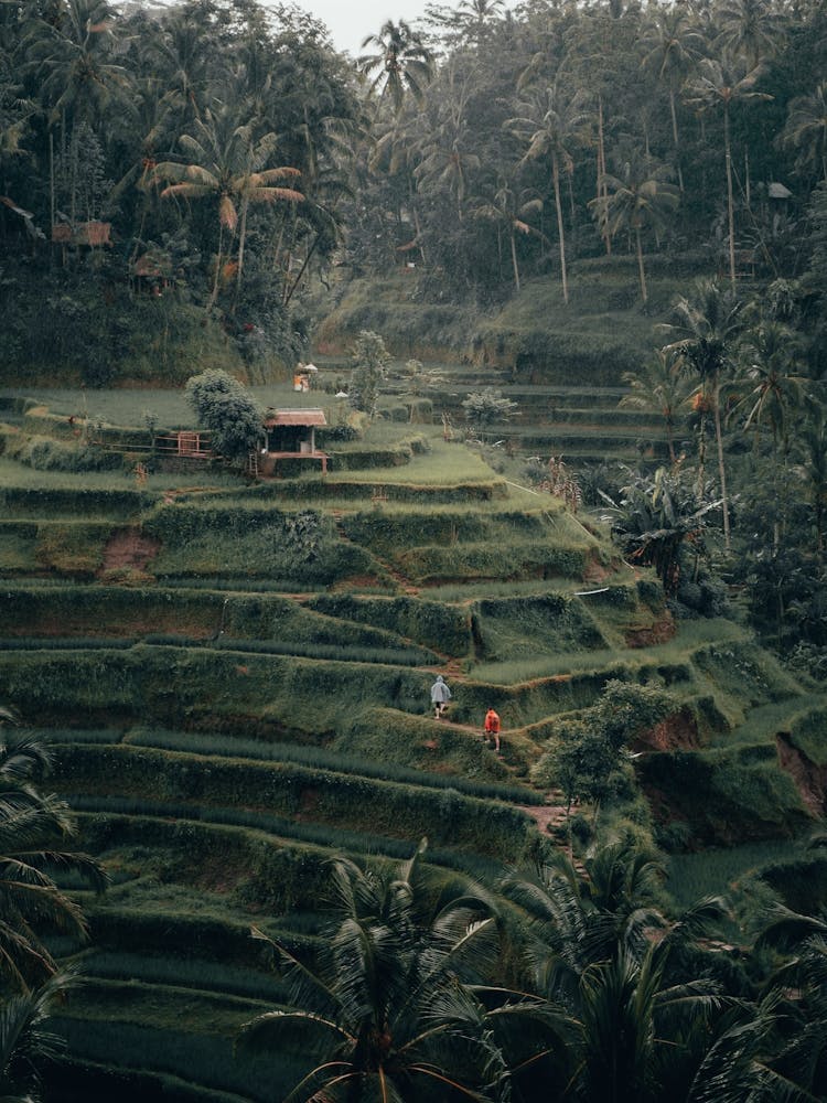 Rice Terraces In Bali 1