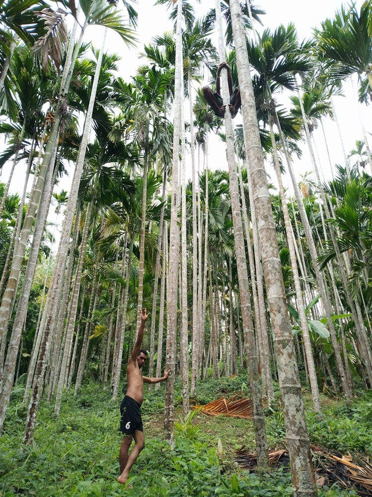 Palm Trees In The Forest 1