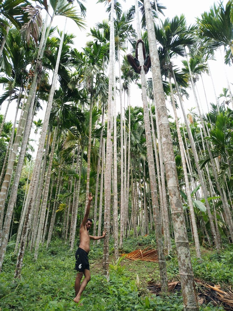 Palm Trees In The Forest 1