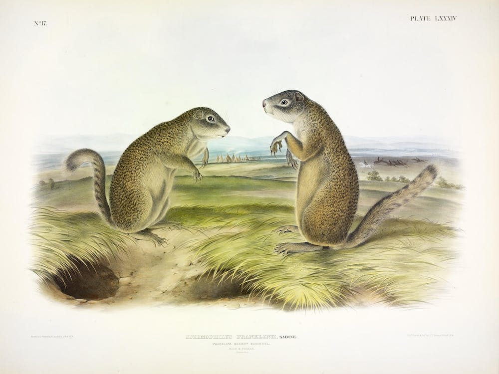 Marmot Squirrel, John James Audubon