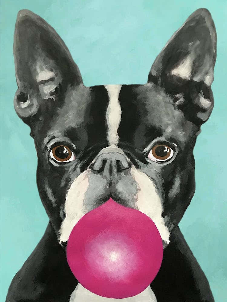 Boston Terrier With Bubblegum