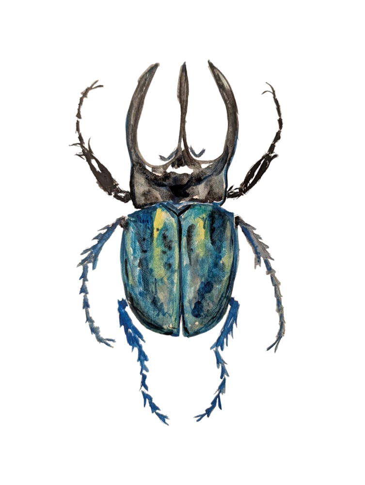 Beetle Insect Watercolour Illustration Bug Botanical