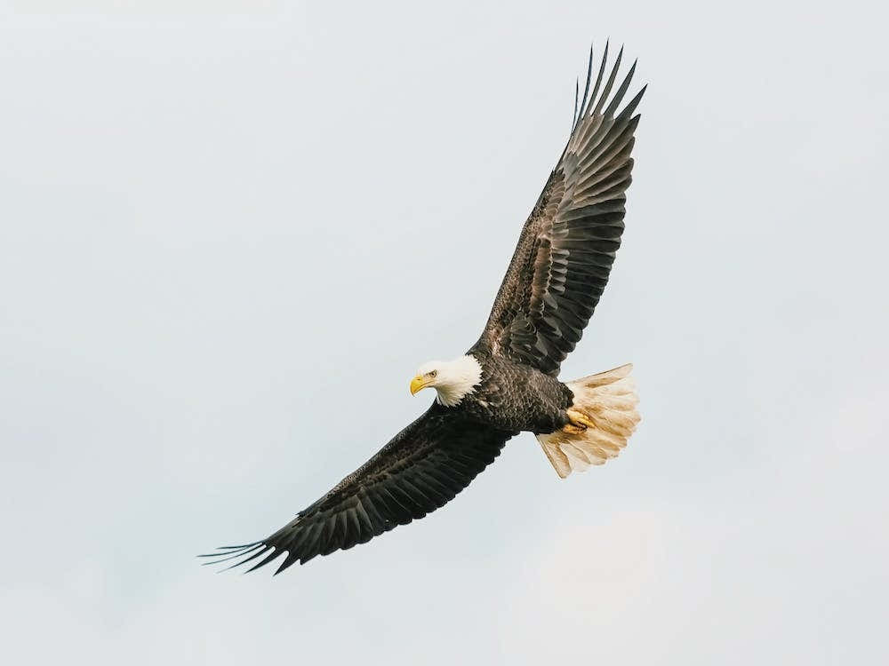 Flying Bald Eagle