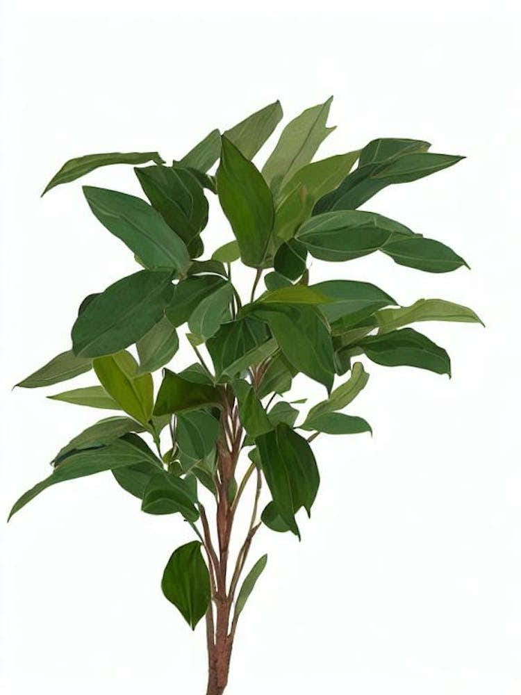 Red Ginger Flower (Alpinia Purpurata) Watercolor