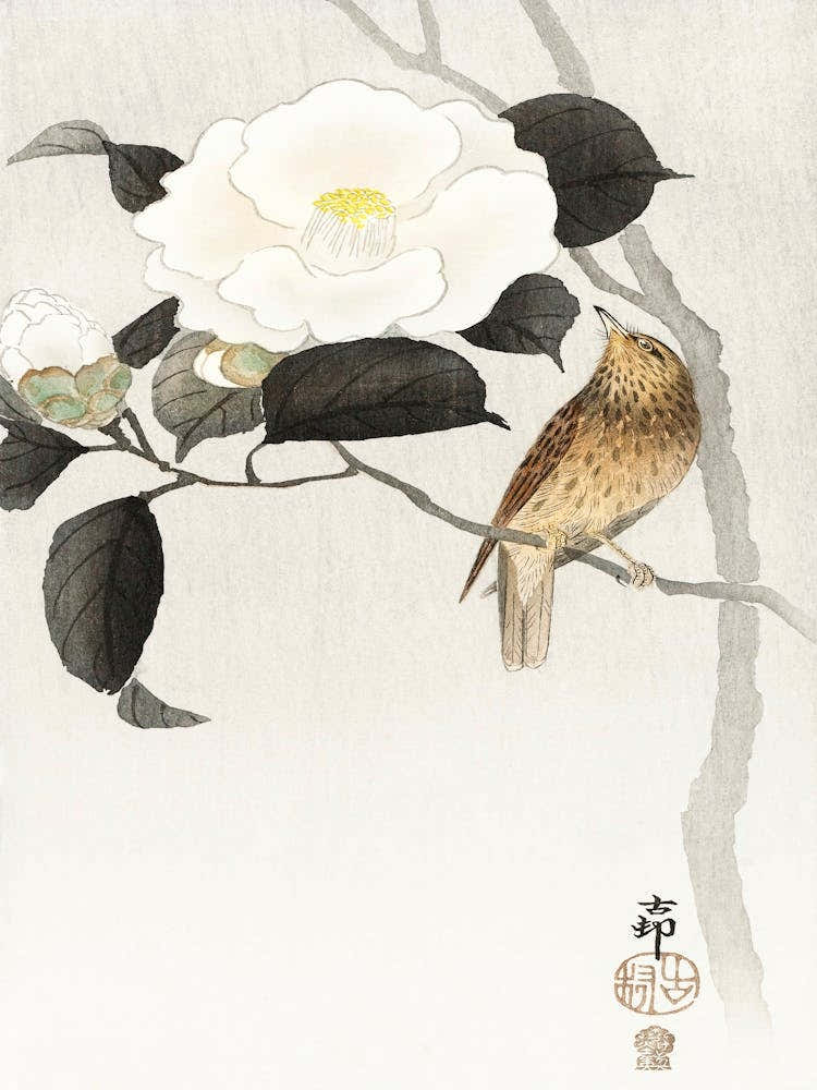 Songbird And Flowering Camellia (1900 1910), Ohara Koson