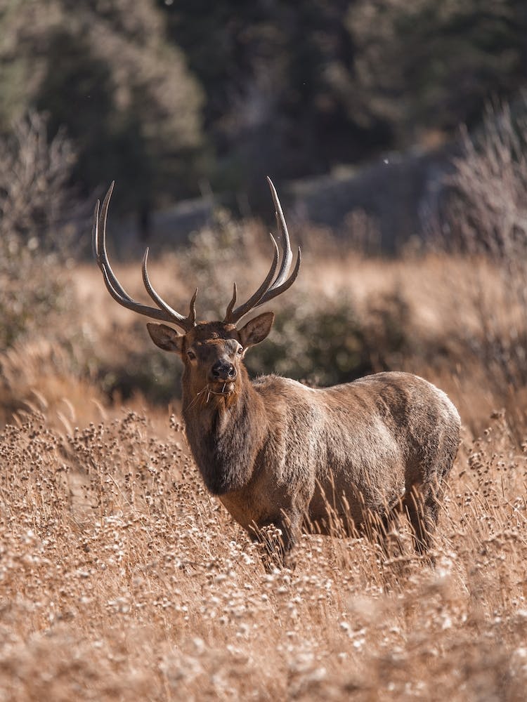 Elk Eating Tall Grass