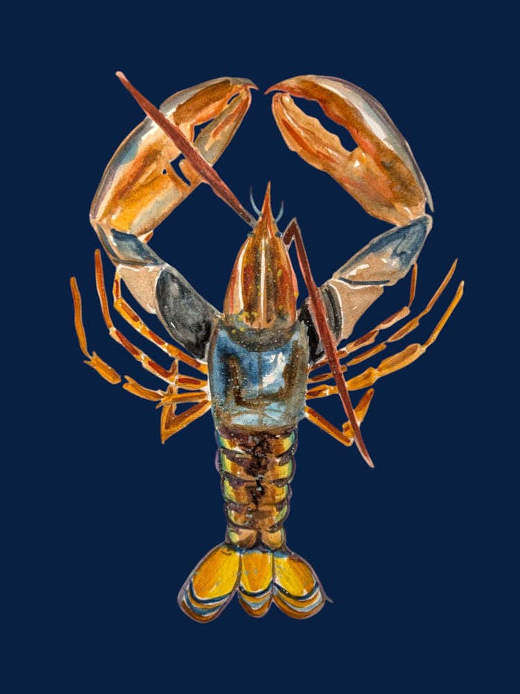 Lobster Navy Watercolour Illustration Kitchen 1