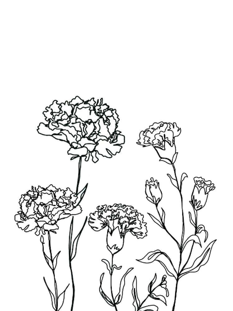 Carnation Drawing