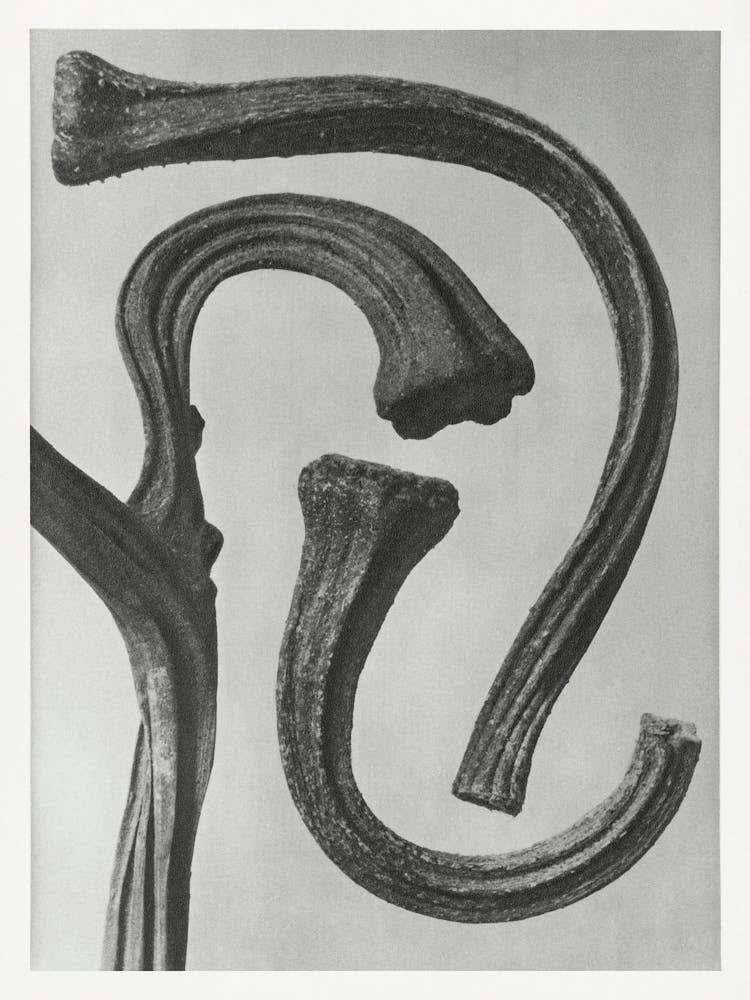 Stems Of A Pumpkin (1928), Karl Blossfeldt